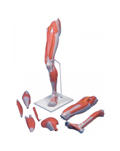 Deluxe Muscle Leg, 7 part, Life Size